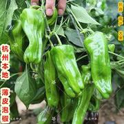 大田种子蔬薄皮泡椒菜种子，四季播杭州本地高产特大皱皮辣椒种孑