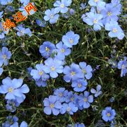 蓝花亚麻种子兰花亚麻花籽花种，四季易活开花室，内外盆栽多年生种籽