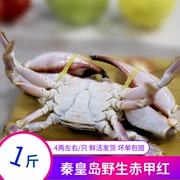 秦皇岛新鲜海鲜水产石头蟹，鲜活赤甲红夹子，超大海螃蟹花盖蟹梭子蟹