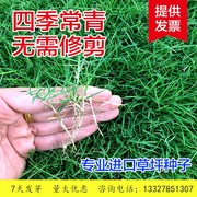 草坪种子四季青护坡草籽高羊茅狗牙根黑麦草耐践踏庭院绿化草种子