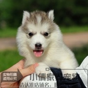 纯种哈士奇幼犬活体三火西伯利亚雪橇犬宠物狗灰色，哈士奇小狗x