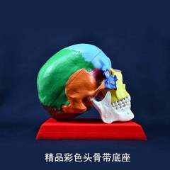 骷髅头骨模型人体脑部骨绘医学解剖头模标本胸像解剖头颅艺用美术