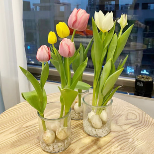 郁金香种球含花瓶四季水培花卉，植物室内花，郁金香鲜花种子盆栽绿植