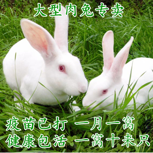 小兔子活物肉兔活体家养，肉兔苗月月兔子，可选公母一对幼兔苗小白兔
