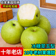 冰糖翠玉梨5斤当季新鲜水果脆甜梨子苹果梨青皮翠冠梨整箱10