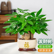 发财树盆栽室内植物大棵客厅招财，植物前台绿植乔迁开业送礼盆景