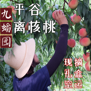 7月10现摘平谷水蜜桃，离核北京久保九宝，九保脱核85号大桃6斤