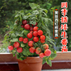 矮生盆栽番茄种子草莓蔬菜种，孑苗樱桃小西红柿，圣女果四季春阳台籽
