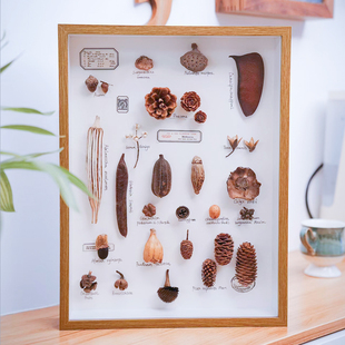 立体中空相框蝴蝶标本动物，植物树叶石头昆虫标本，相框diy手工制作