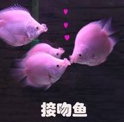 接吻鱼亲嘴鱼活体宠物鱼热带鱼观赏鱼萌萌哒鱼缸水族箱观赏鱼好养