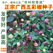 五彩椒种籽小辣椒广西特产，泡椒珍珠七彩椒种孑，盆栽蔬菜种子四季播