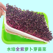 豆芽菜紫萝卜芽苗菜种子芽苗盘小麦草种子四季播育苗盘水培种菜