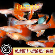 珊瑚红孔雀鱼红尾天空蓝白子礼服热带观赏鱼蓝红白孔雀鱼活体