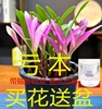 七彩状元香水石斛兰冬带花苞浓香型室内花卉客厅办公室花卉绿植
