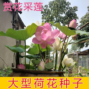 湖南湘潭高产莲子食用莲藕大型湘莲荷花水生植物，已开口湘莲种子
