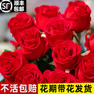 卡罗拉红玫瑰花苗黑玫瑰带花苞花卉观花植物阳台盆栽大花浓香月季