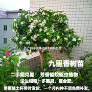 九里香树苗室内驱蚊四季常青好养绿植庭院植物浓香花卉开花盆栽外