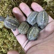 可爱陆地苗子活体特大大型乌龟繁殖素食巨型下蛋菜吃宠物龟草龟
