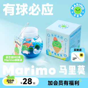 marimo马里莫(马里莫)有球，必应微景观海藻，球藻冬季植物水培大巨球生态瓶