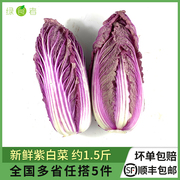 新鲜紫白菜约1.5斤紫色大白菜红白菜紫色包菜西餐蔬菜沙拉食材