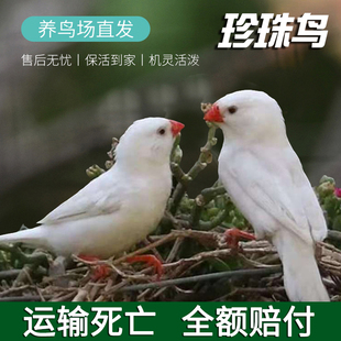 珍珠鸟活体宠物灰白珍珠文鸟十姐妹保姆种鸟一对繁殖小幼鸟袖珍鸟
