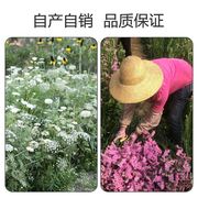 干花花束客厅摆设装饰摆件勿忘我鲜花云南干花真花风干天然满天星