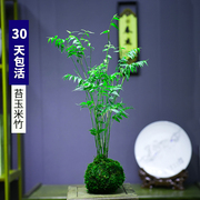苔藓球植物米竹子，净化空气水培盆景，客厅室内桌面观赏盆栽造景创意