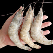 大虾鲜活速冻超大特大盐冻南美白虾新鲜海鲜水产厄瓜多尔海虾对虾