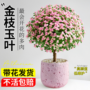 金枝玉叶老桩多肉植物室内小盆栽大颗好养新手花卉办公室桌面绿植