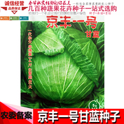 京丰一号甘蓝种子秋播阳台蔬菜种子，四季种包菜种子杂交结球卷心菜