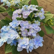 蓝色绣球花带花苞无尽夏四季(夏四季)开花花卉，盆栽庭院室内阳台植物八仙花
