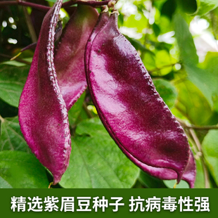 紫扁豆种子紫眉豆紫红色早熟豆种，冬季春秋四季短豇豆盆栽蔬菜种孑