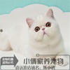 纯白色加菲猫异国短毛猫纯白加菲，活体幼猫纯种，家养加菲猫幼猫x