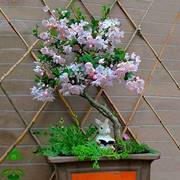 四季海棠花盆栽垂丝海棠树苗盆景老桩阳台庭院好养室内花