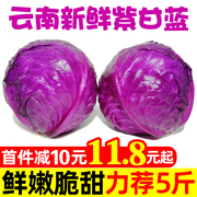 云南新鲜紫甘蓝10斤农家现摘卷心菜沙拉椰菜紫包菜蔬菜