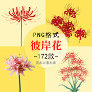 128轮回红色彼岸花曼珠沙华花卉海报小说封面装饰PNG免扣设计素材