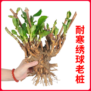 云南直发绣球老桩花苗八仙花，无尽夏四季(夏四季)开花盆栽花卉植物冬季耐寒