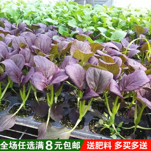 紫油菜种子 紫崧营养汉堡保健菜紫小白菜 青菜 家庭易种蔬菜
