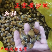 正宗黄沙蚬黄金蚬新鲜肥美饱满河蚬蚬子500g鲜活江门睦洲特色河鲜