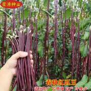 春秋红豇豆种子紫红长豆籽特长豆角种籽高产架豆耐热四季蔬菜种孑