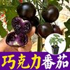 黑色巧克力番茄种苗超甜紫种籽子，樱桃圣女果西红柿蔬菜苗春秋阳台