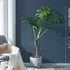 网红龟背竹大盆栽客厅室内大叶，提根造型绿植，办公室去甲醛植物盆o
