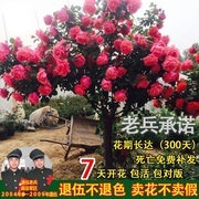 嫁接树桩月季庭院花卉阳台盆栽树状嫁接玫瑰花苗大花浓香四季开花