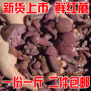 新货东北特产野生红蘑菇，松树伞肉蘑菌咸腌制500克非干货