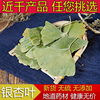 中药材 银杏茶叶片新货 干银杏叶茶白果叶银杏500g