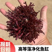 海藻高等藻红葡萄藻鹿角藻羽毛藻去NO3 PO4净化水质海水藻类海缸