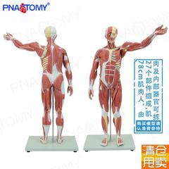 人体肌肉模型78cm可拆身体器官解剖教具医用P瑜伽健身培训康复道