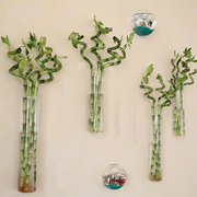 diy创意圆柱壁挂式富贵竹，透明玻璃水培植物，花瓶花插居家室内装饰
