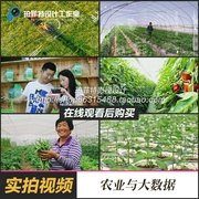 农业与大数据高科技视频素材 高科技农业类水稻茶园果园蔬菜丰收