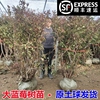 特大蓝莓苗带土耐寒盆栽地栽当年结果南方北方种植庭院蓝莓树果苗